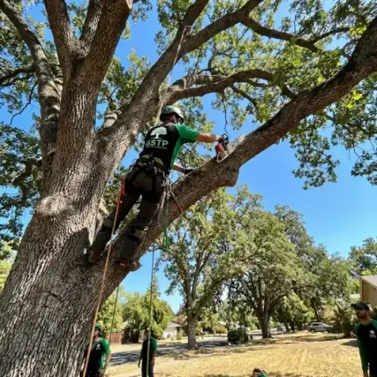 Certified arborist climbing a Albuquerque oak tree with chainsaw