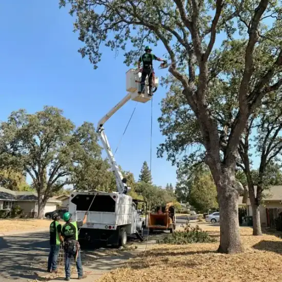 Bucket truck trimming a large oak tree in Albuquerque