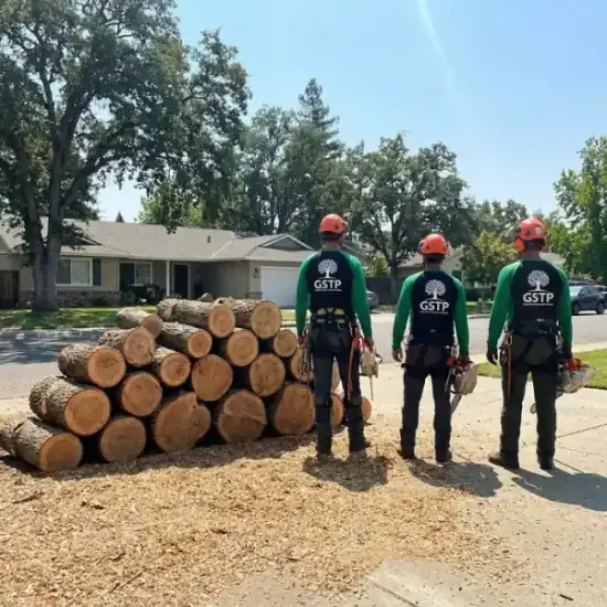 Freshly cut oak logs from a Albuquerque tree removal