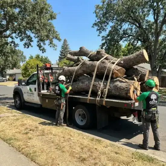 Tree service truck loaded with branches after a Albuquerque job